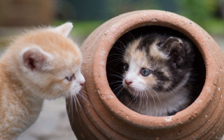 Kitten peeking claypot grass blueeyes - elke vogelsang free wallpaper