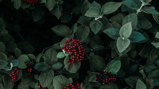 Bush berries green leaves macro - the leaf free wallpaper