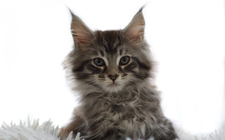 Kitten fluffy white blanket sad - fluffy free wallpaper