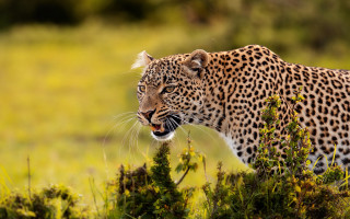Leopard wildlife autumn camouflage openmouth - wild free wallpaper