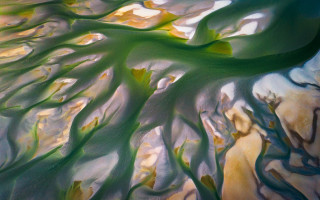 Tree green leaves sky water - cloud and water free wallpaper