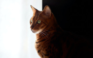 Cat window sill outside light - felix octavius carr darley free wallpaper