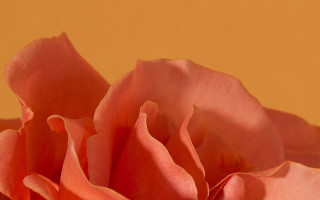 Pink rose soft focus yellow - claire hummel free wallpaper