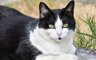 Black white cat rock green - look free wallpaper