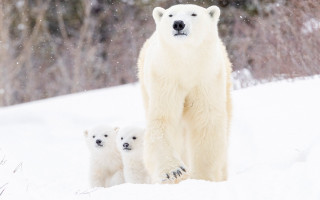 Polar bear cubs snow forest 2 - eric deschamps free wallpaper for desktop
