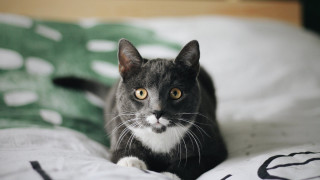 Black cat surprised beach outdoor - look free wallpaper