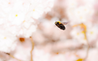 Bee flying away flower blurry - the background and a blurry background free wallpaper