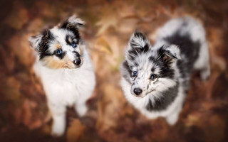 Dogs brown leaves blurry bokeh - above them free wallpaper