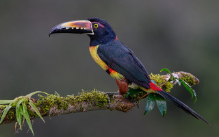 Colorful bird perched mossy branch - moss free wallpaper