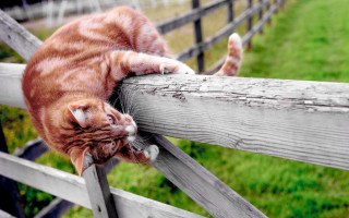 Cat fence stretching blurry outdoors - a wooden fence free wallpaper for desktop