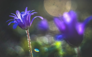 Purple flower butterfly glowing lens - a sunbeam in the foreground free wallpaper