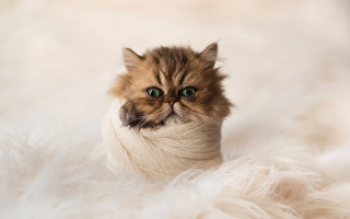 Cat sweater greeneyes renaissance stock - its neck free wallpaper