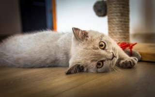 Cat scratching post toy bird - the floor next free wallpaper