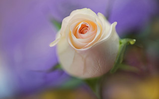 White rose purple background blurry - a blurry image free wallpaper