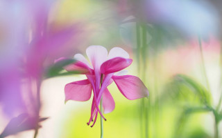 Pink flower macro art photography - a blurry background of flowers free wallpaper