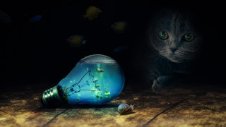 Cat lightbulb tree fish surreal - bioluminescence free wallpaper