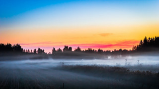 Field trees fog sunset pink - tree and fog in the background free wallpaper