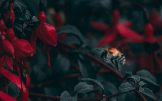 Bee red plant leaves fire - nature photography free wallpaper