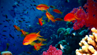 Fish coral reef underwater bubbles - damien hirst free wallpaper for desktop