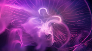 Jellyfish hologram glow purple fire - jellyfish free wallpaper