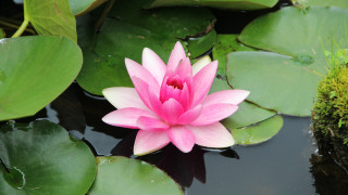 Pink flower floating pond water 2 - the surface of the water free wallpaper