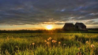 Dandelions grass hill sunset cloudy - german romanticism free wallpaper for desktop