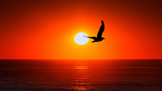 Bird ocean sunset silhouette moon - sun free wallpaper for desktop