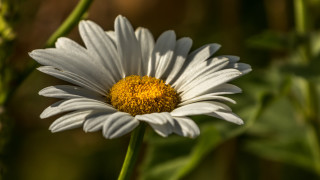White flower yellow center bokeh 4 - the background and a blurry background free wallpaper