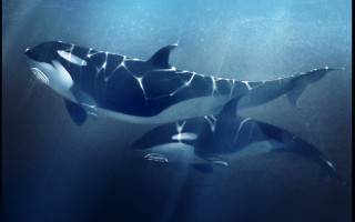 Orcas underwater blue sky galaxy - the water together free wallpaper