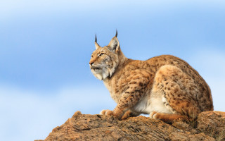 Lynx sitting rock smiling blue - a big grin free wallpaper