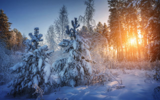 Snowy forest sunlight bare trees - a snowy forest free wallpaper