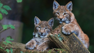 Lynx cubs tree stump curious - a tree stump free wallpaper