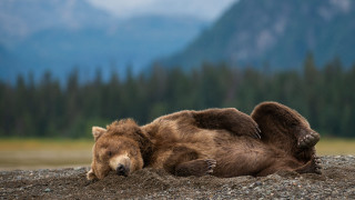 Brown bear rocky beach mountains 2 - a rocky beach free wallpaper