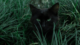 Black cat green eyes tall - moss free wallpaper