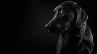 Black dog yellow eye dark - a black wall free wallpaper for desktop