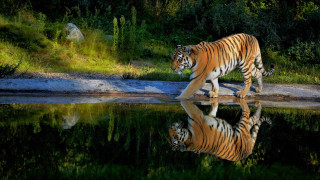 Tiger reflection lake forest rock - a tiger free wallpaper for desktop