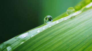 Water drop green leaf macro 17 - a drop of water free wallpaper