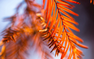Tree branch orange leaves blue - orange leaf free wallpaper for desktop