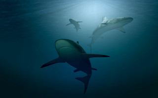 Sharks ocean light shining person - sharp foccus ilustration free wallpaper