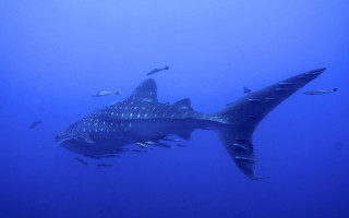 Large shark ocean fish naturism - a large shark swimming in the ocean free wallpaper