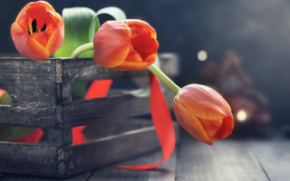 Wooden crate flower basket red - betty merken free wallpaper for desktop