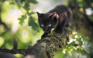 Black kitten blue eyes climbing - anne nasmyth free wallpaper