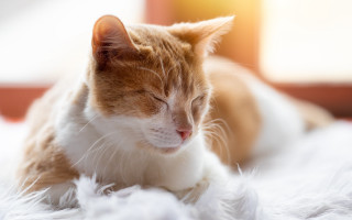 Sleeping cat on fluffy white - fluffy free wallpaper for desktop
