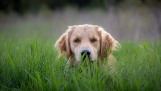 Dog sad eyes grass outdoors - sad free wallpaper