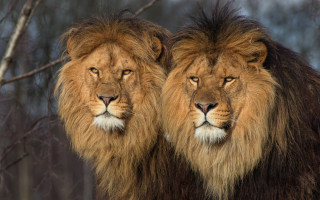 Lions forest mane wildlife photography - a long mane free wallpaper for desktop