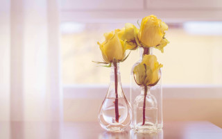 Yellow roses vases table window - the room free wallpaper