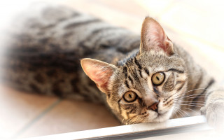 Cat blurry background jigsaw puzzle - a blurry background of the image free wallpaper