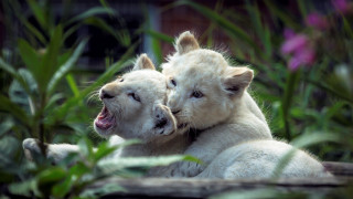 White lions cuddling grass sharp - the grass together free wallpaper