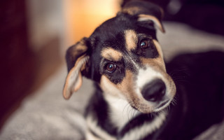 Dog sitting bed sad look - a bed free wallpaper