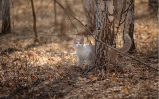 Cat tree forest leaves animals - andor basch free wallpaper